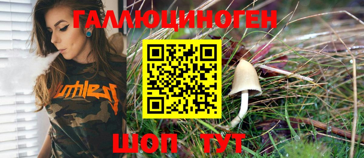 Псилоцибиновые грибы Psilocybe Минусинск